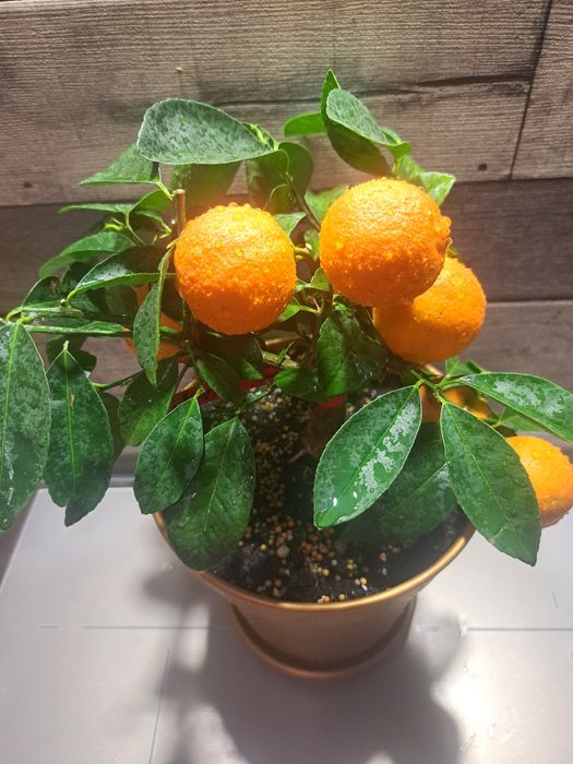 Дуже гарний лайм з плодами