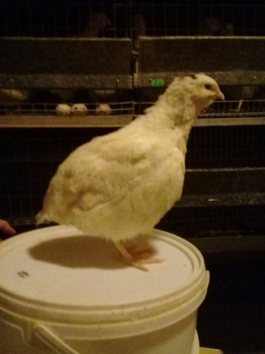 Перепел Техасский молодняк яйцо инкубационное