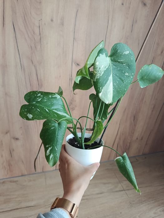 Monstera thai constelation noid