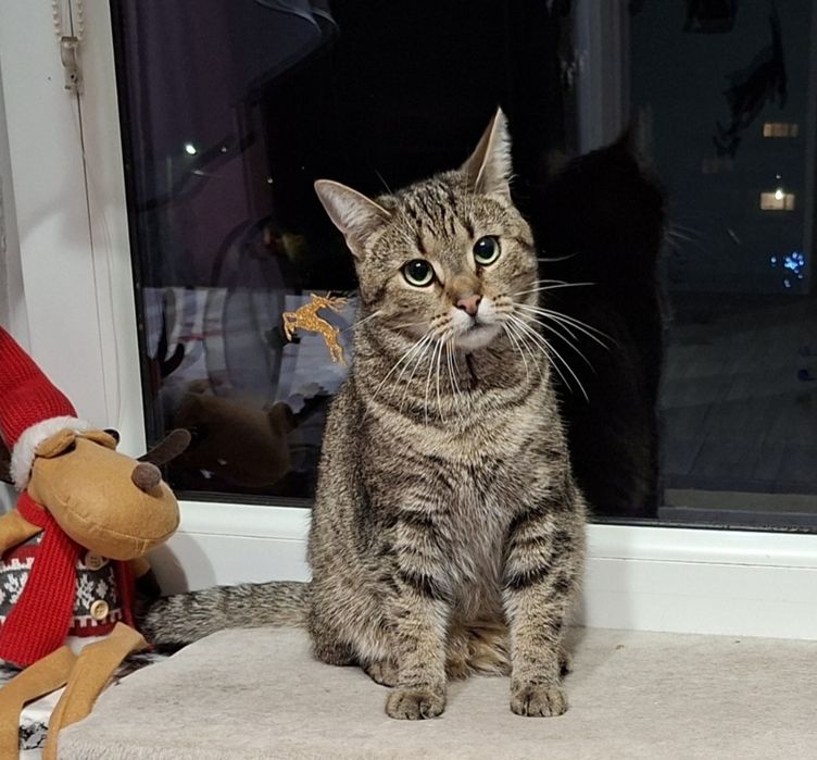 Jeżynka szuka domku