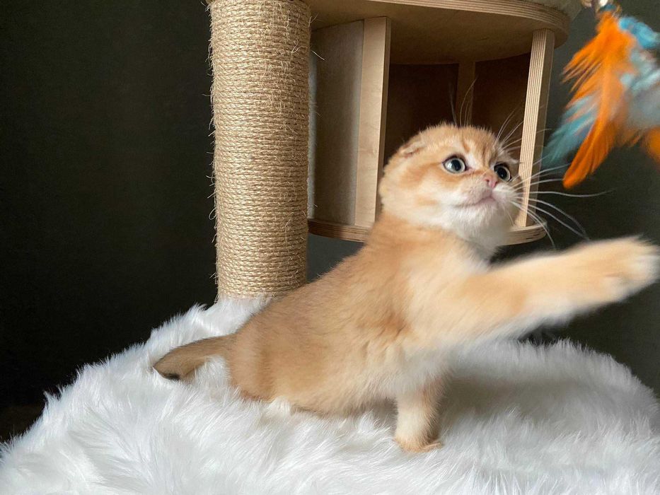 Яркий золотистый фолдик