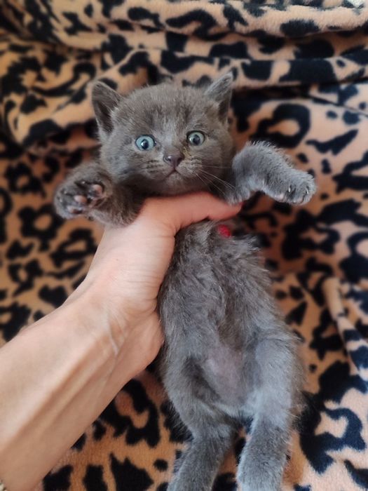 Британская девочка котенок