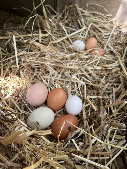 Ovos Caseiros “Ultra Bio” – Galinhas VIC (Very Important Chicken)