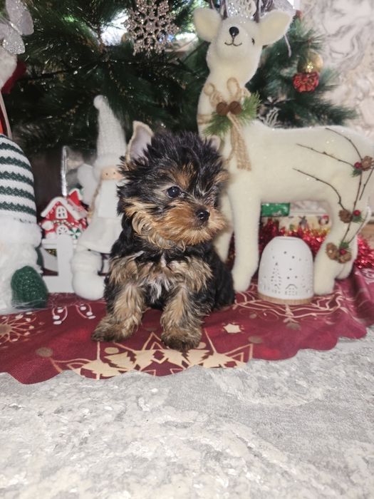 Йоркширский терьер щенок мальчик