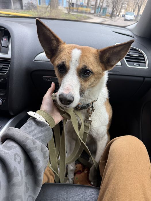 Прекрасна дівчинка собака шукає свою люблячу родину