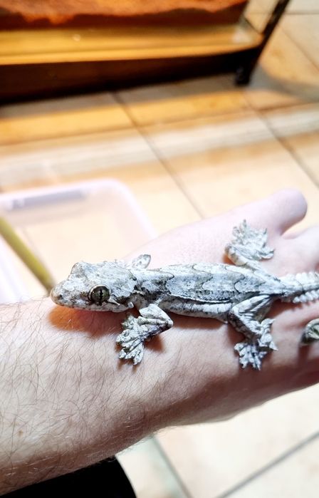 Gekon fałdoskóry/Fałdoskórkon indomalajski (ptyhozoon kuhli)