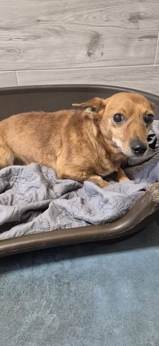 0 mały piesek około 5 lat