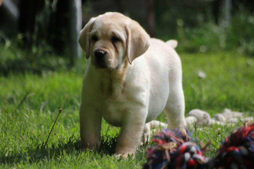 Labrador Retriever - żółty  maluch