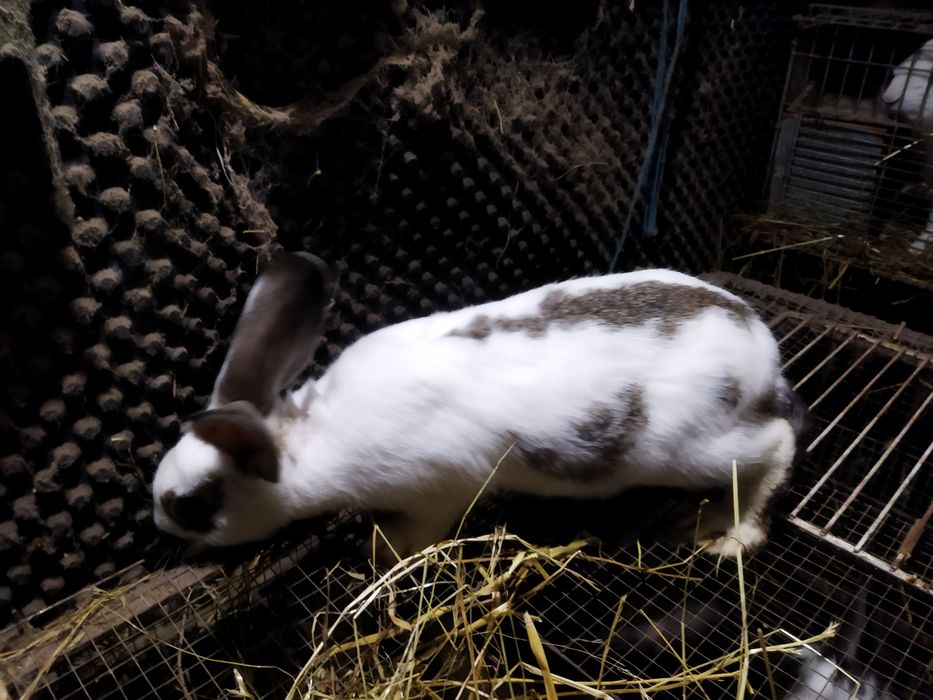 Vendo Coelhos com mais de 3 meses
