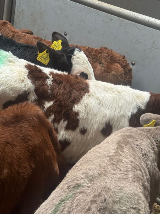 Sprzedam cielaki Uniejów