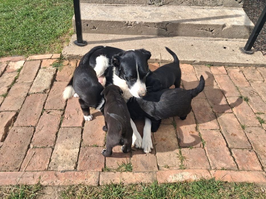 Pieski do adopcji mieszanka collie z labradorem  for free