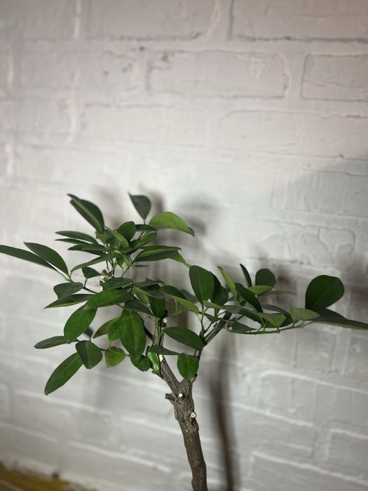 Продам лимон самозапильний