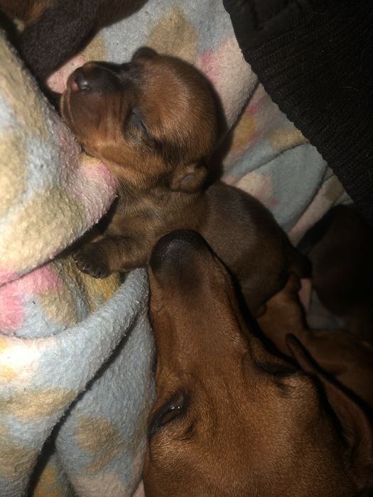 Такса цуцики щенята собака