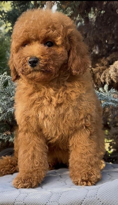 Супер девочка по супер цене