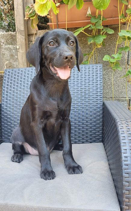 Labrador preta femea