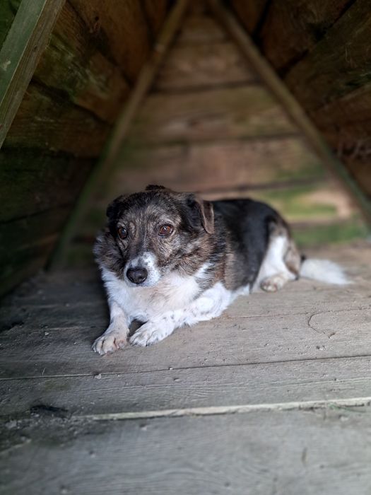 Ursus od 3 lat czeka na dom!