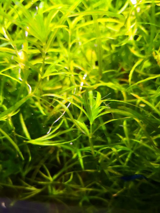 Najas graminea Delile – Jezierza trawiasta