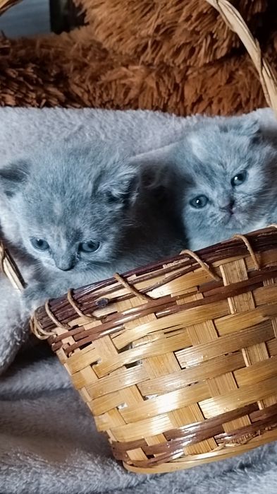 Кошенята шотландські