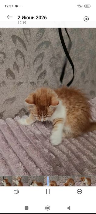 Дарик 2.5 мес ищет дом