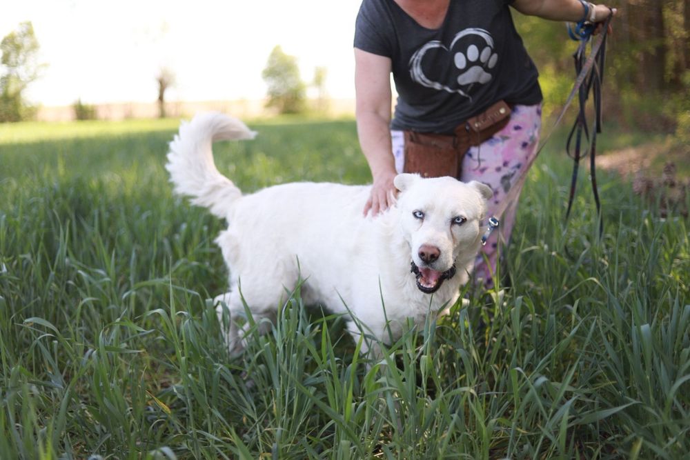 Poznajcie Yodę, to towarzyski i oddany psiak, poleca się do adopcji