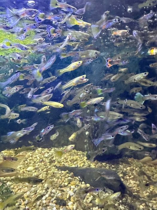 Vendo lote com 50 Guppys