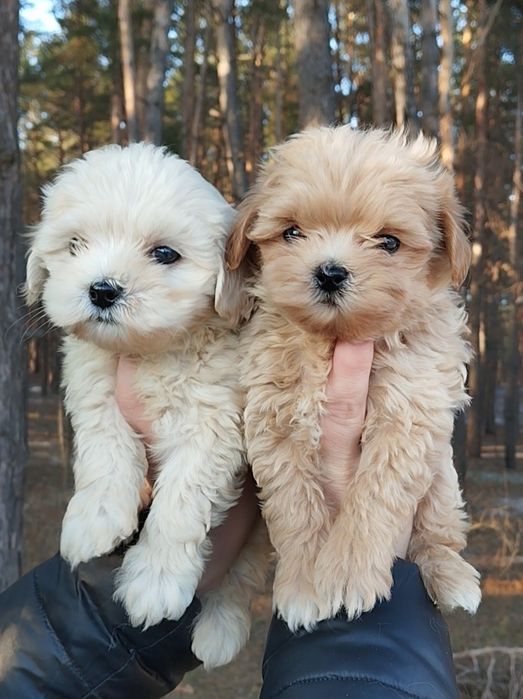 Мальтипу девочки и мальчики