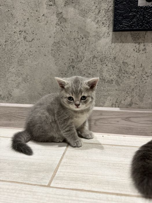 Кошенята весловухі