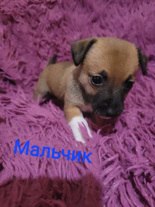 Отдам в добрые руки щеночка