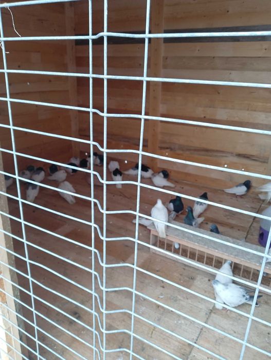 Gołębie Ciemne murzyny na będe