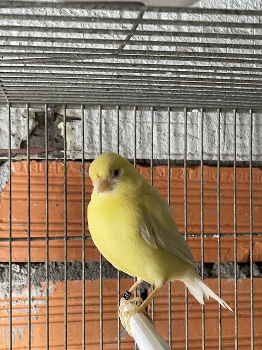 Canário-Belga  Amarelo