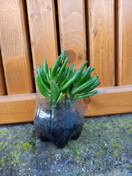 Mudas de cato crassula ovata