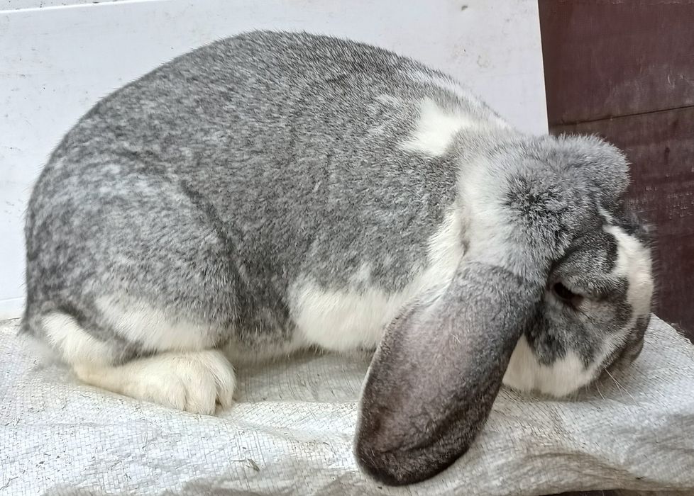 Baran francuski szynszylowy