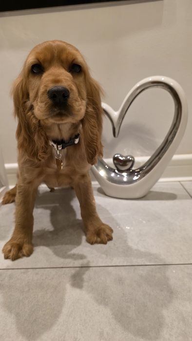 Cocker Spaniel dziewczynka