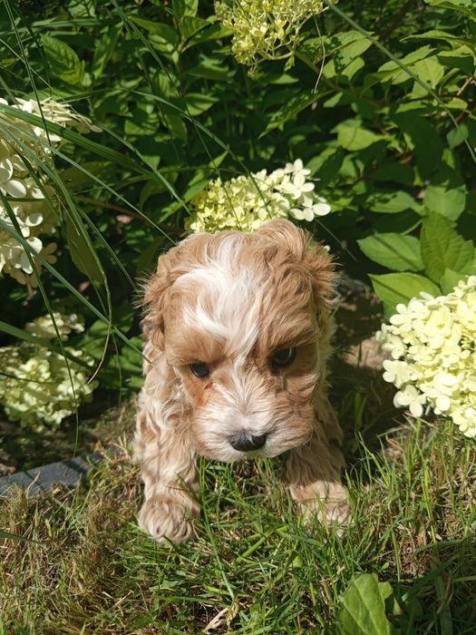 Maltipoo f1 przepiękny chłopiec