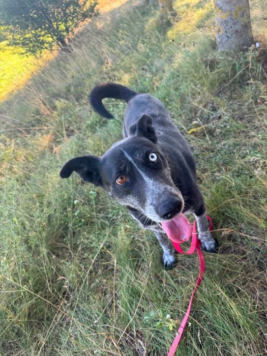Lila  do adopcji