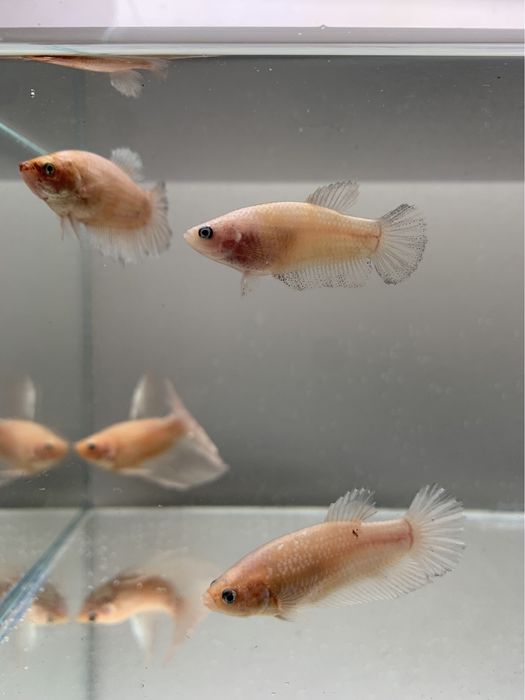 Вуалеві півники