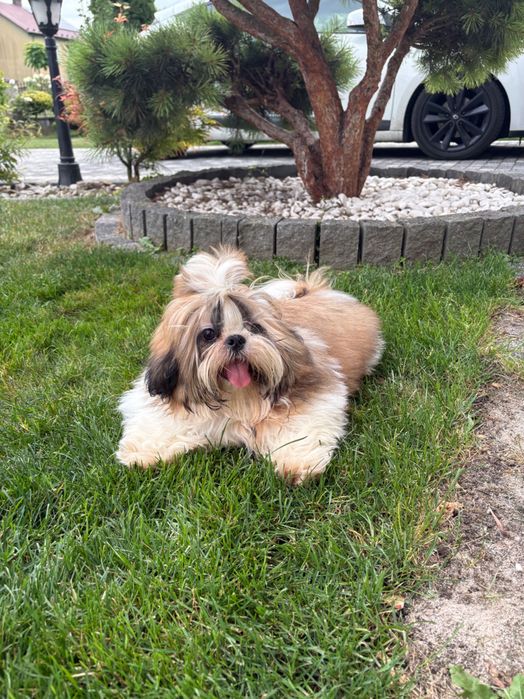 Shih Tzu FCI ZKwP Pies