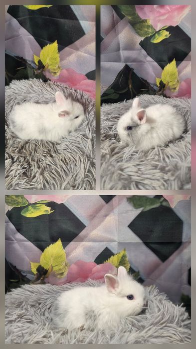 Karzełki Teddy Mini