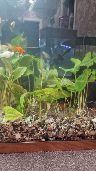 Гурамі мирні рибки