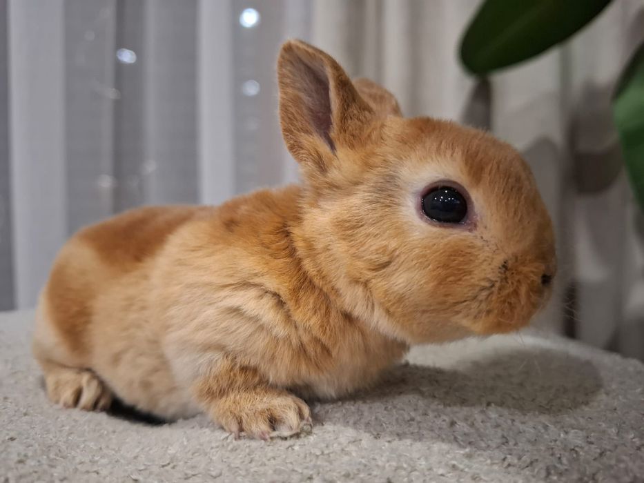 Królik króliczek karzełek rex Orange miniaturka mini lop