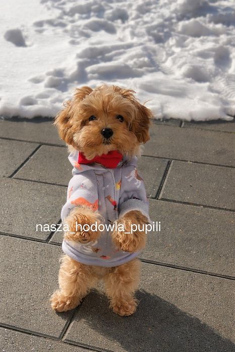 Suczka Maltipoo ze sprawdzonej hodowli