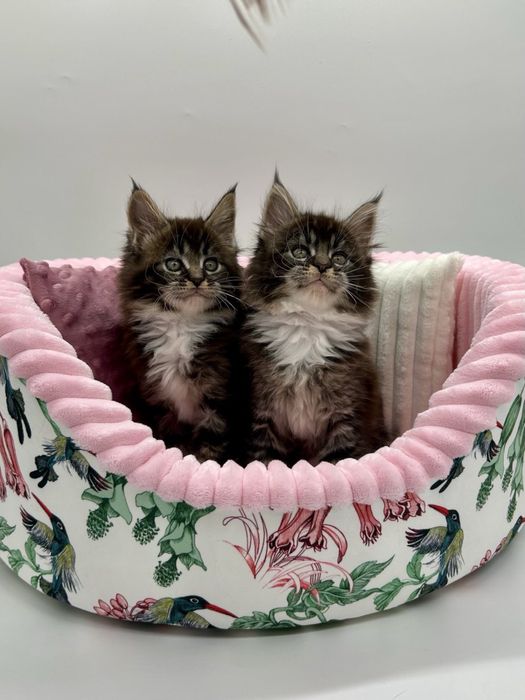 Мейн кун девченки