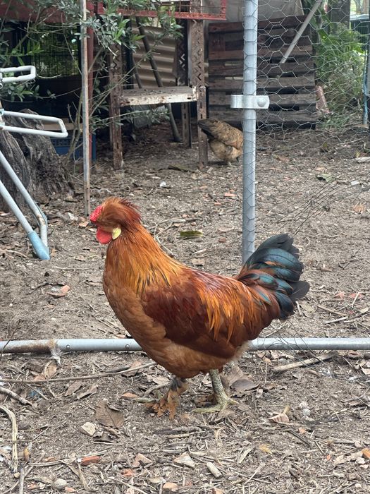 Galos Ornamental Exóticos com Topete e penas nas patas