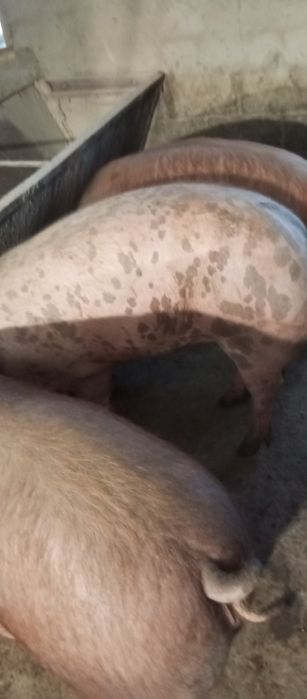 Продав свеней живою вагою ,туші півтуші