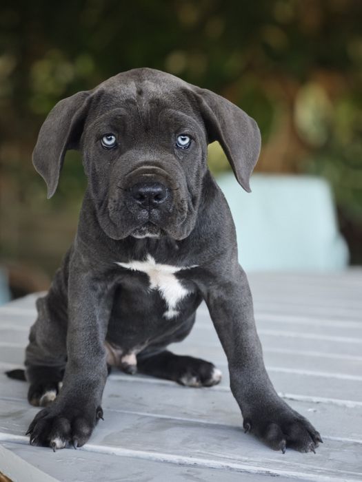 Cane Corso - Macho Cizento