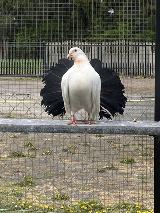 Pawik na czarnym ogonie SAMICA