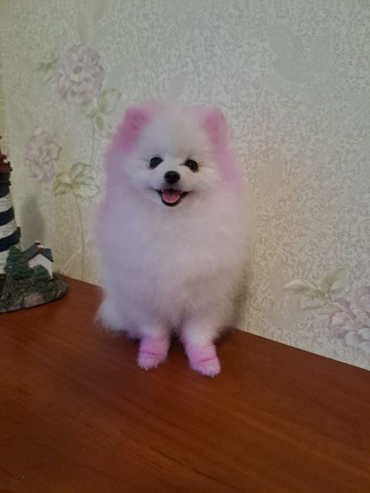 Померанский шпиц девочка