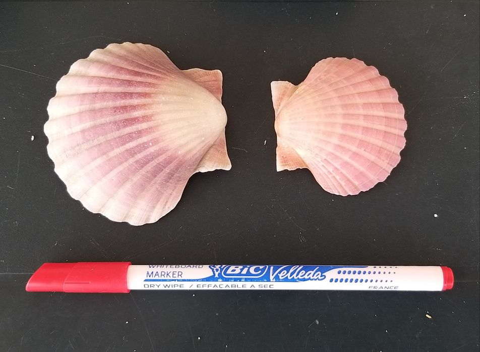 7 conchas do mar.