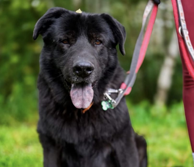 Balto do adopcji