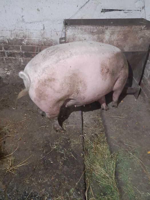 Продам свиноматку порода велика біла після одного опоросу хороша